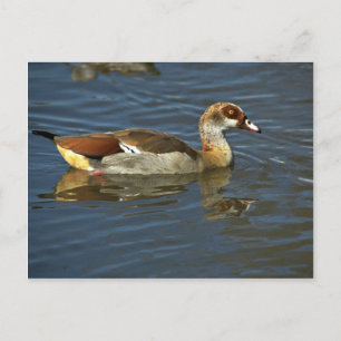 Postal Goose egipcio