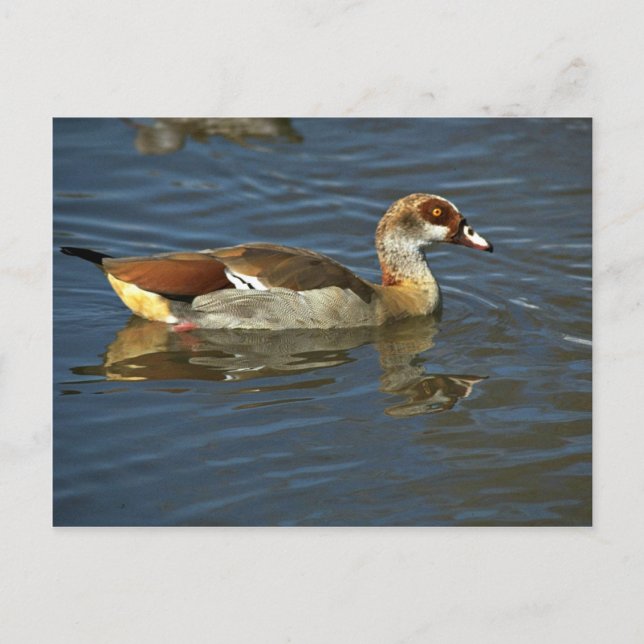 Postal Goose egipcio (Anverso)