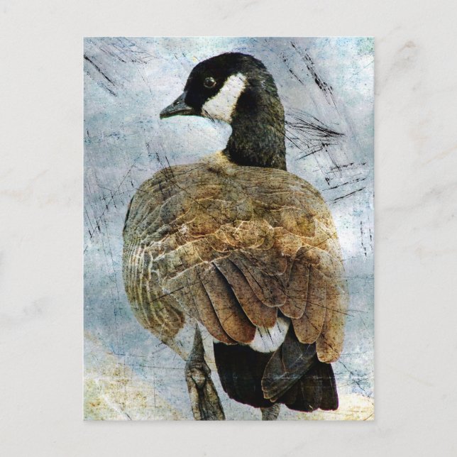 Postal Goose Grunge de Canadá (Anverso)