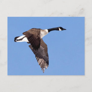 Postal Goose In Flight