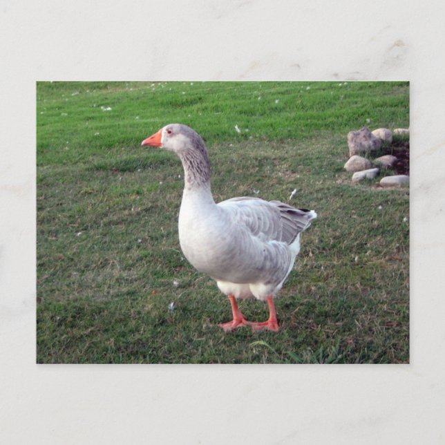 Postal Goose in the Park Postcard (Anverso)