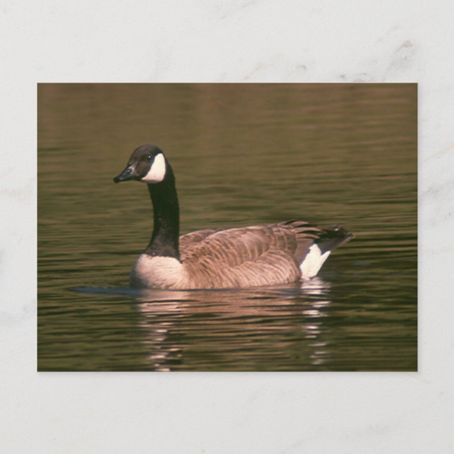 Postal - Goose tranquilo (Anverso)