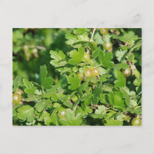 Postal gooseberry