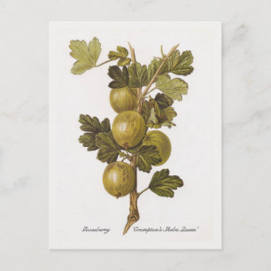 Postal Gooseberry 'La reina Sheba de Crompton'