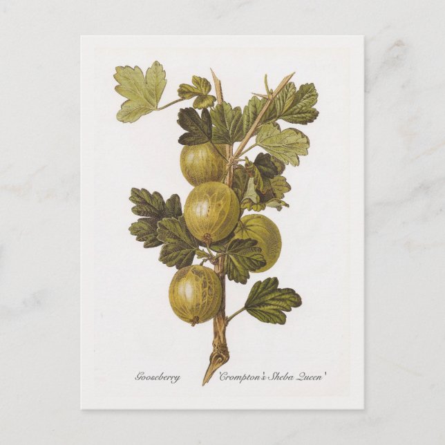 Postal Gooseberry 'La reina Sheba de Crompton' (Anverso)