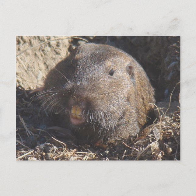Postal Gopher Postcard (Anverso)