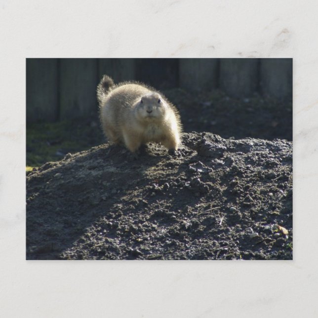 Postal Gopher Poster (Anverso)