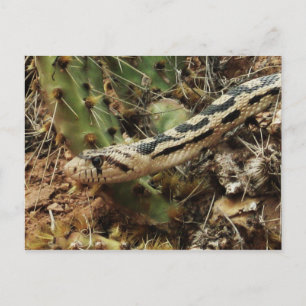 Postal Gopher Snake Blank