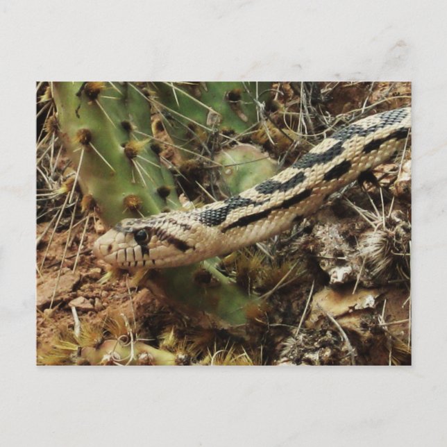 Postal Gopher Snake Blank (Anverso)