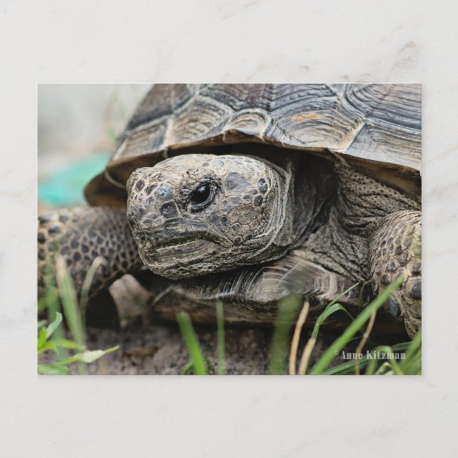 Postal Gopher Tortoise (Anverso)