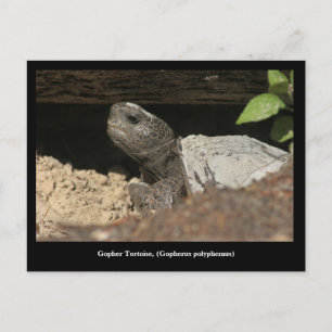 Postal Gopher Tortoise En La Búsqueda