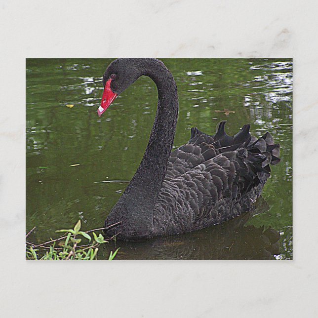 Postal Gordo cisne negro sobre el agua (Anverso)