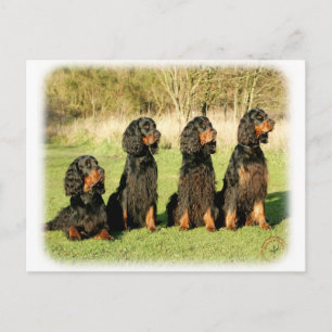 Postal Gordon Setter 9Y105D-080