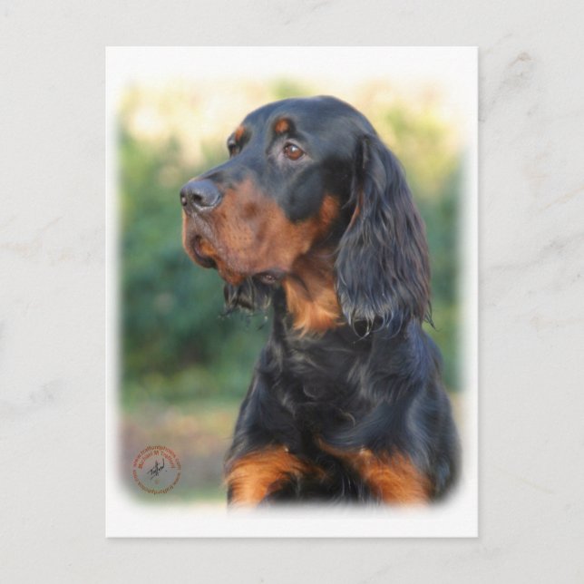 Postal Gordon Setter 9Y109D-021 (Anverso)