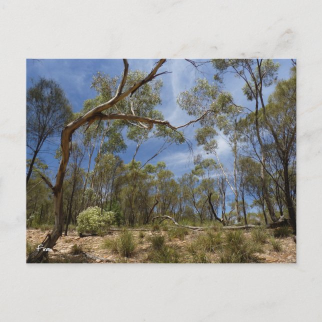 Postal Gorge del lagarto, Australia del Sur (Anverso)