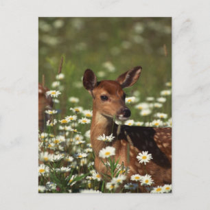 Postal Gorgeous Fawn
