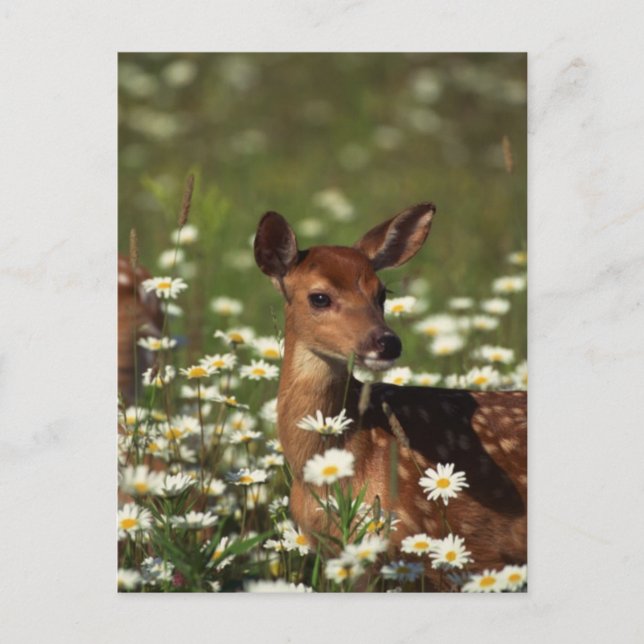 Postal Gorgeous Fawn (Anverso)