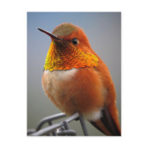 Gorgeous Naranja Hummingbird
