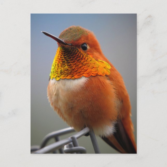 Postal Gorgeous Naranja Hummingbird (Anverso)