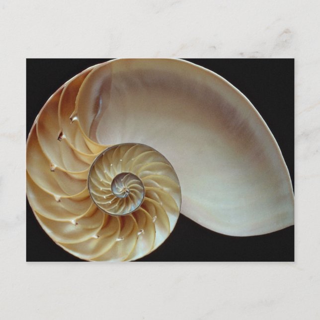 Postal Gorgeous Nautilus (Anverso)