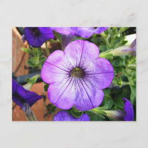 Postal Gorgeous Purple Petunia