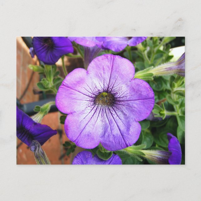 Postal Gorgeous Purple Petunia (Anverso)