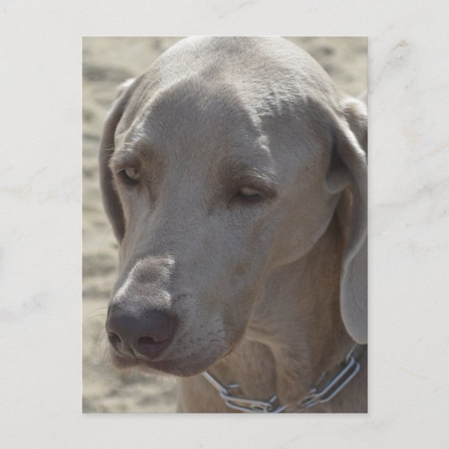 Postal Gorgeous Weimaraner (Anverso)