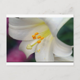 Postal Gorgeous While Lily