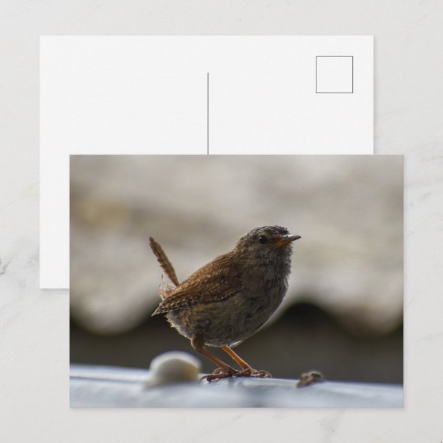 Postal Gorgeous Wren (Anverso / Reverso)