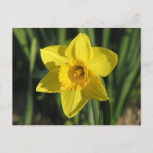 Postal Gorgoous Daffodil