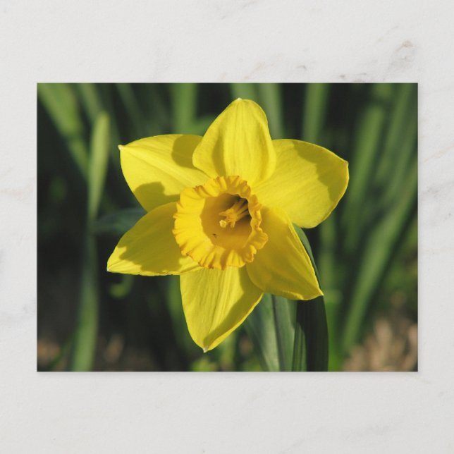 Postal Gorgoous Daffodil (Anverso)