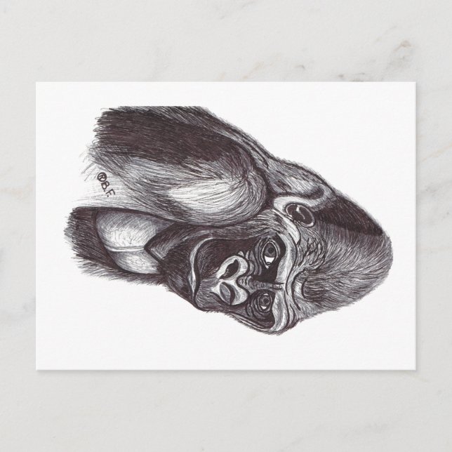 POSTAL GORILA (Anverso)