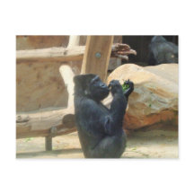 Gorila comiendo su almuerzo, Animal, Wildlife, Ape