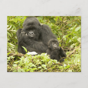 Postal Gorila de montaña, Gorilla beringei (anteriormente