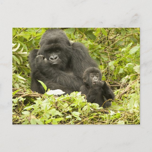 Postal Gorila de montaña, Gorilla beringei (anteriormente (Anverso)