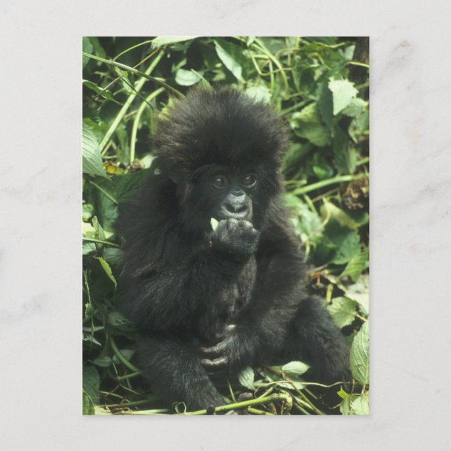 Postal Gorila de montaña, (Gorilla gorilla beringei), (Anverso)