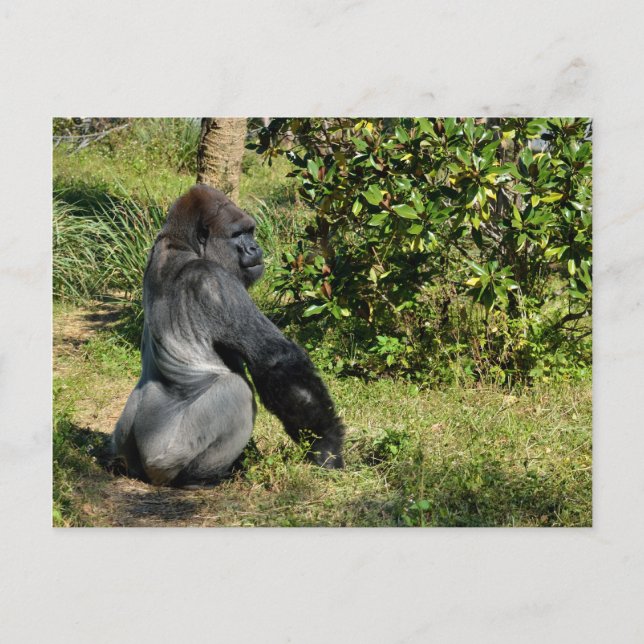 Postal Gorila de Silverback (Anverso)