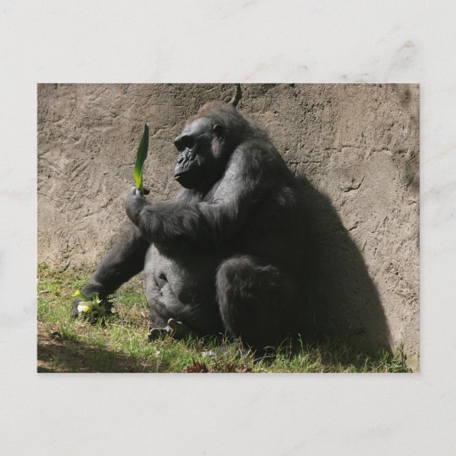 Postal Gorila Lowland occidental (Anverso)
