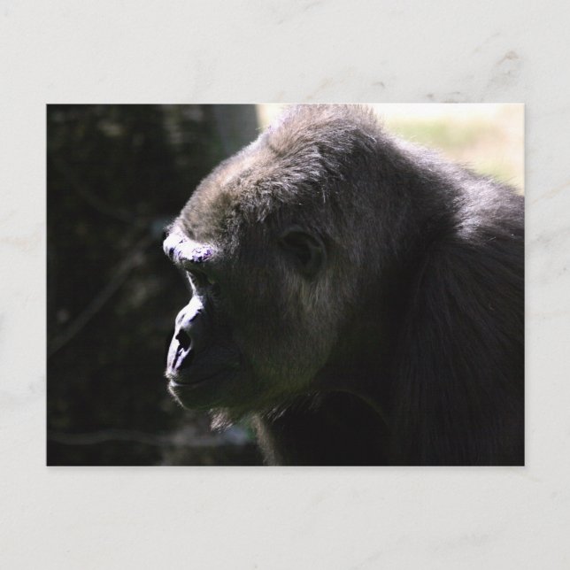 Postal Gorila Lowland occidental (Anverso)