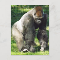 Gorila masculino de la tierra baja del Silverback