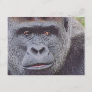 Postal gorila silverback