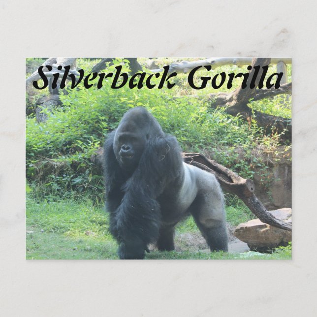 Postal Gorila silverback # 2 (Anverso)