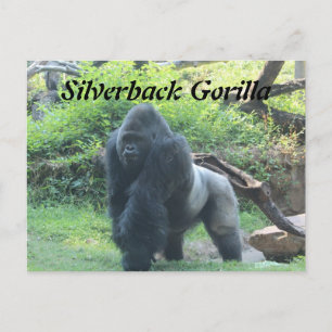 Postal Gorila silverback # 4