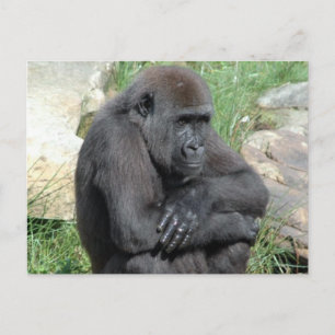 Postal Gorila Sitting Postcard