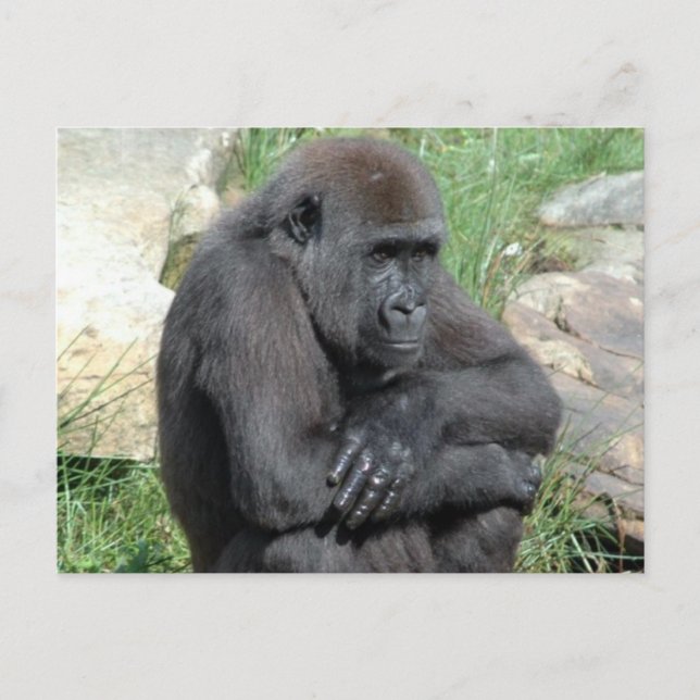 Postal Gorila Sitting Postcard (Anverso)