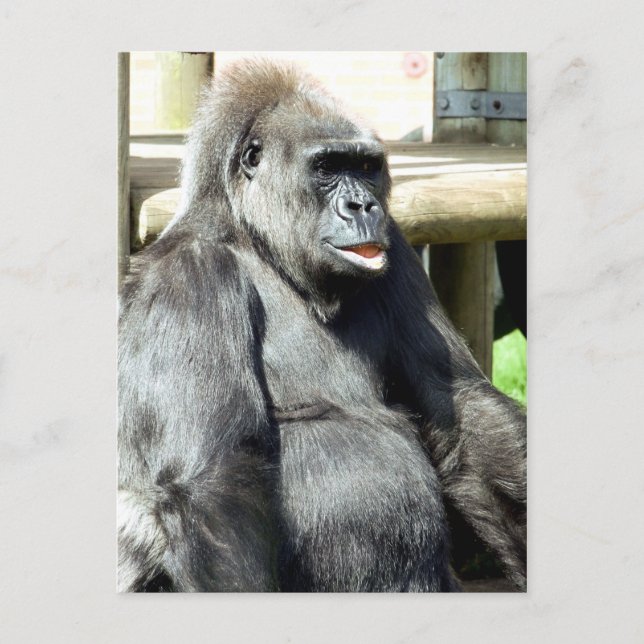 POSTAL GORILLA (Anverso)