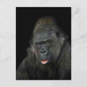 Postal Gorilla Biddy