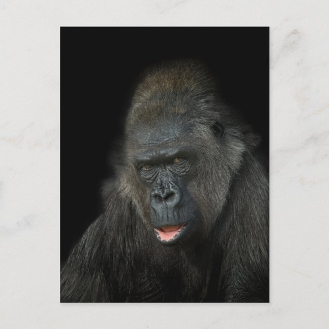 Postal Gorilla Biddy (Anverso)