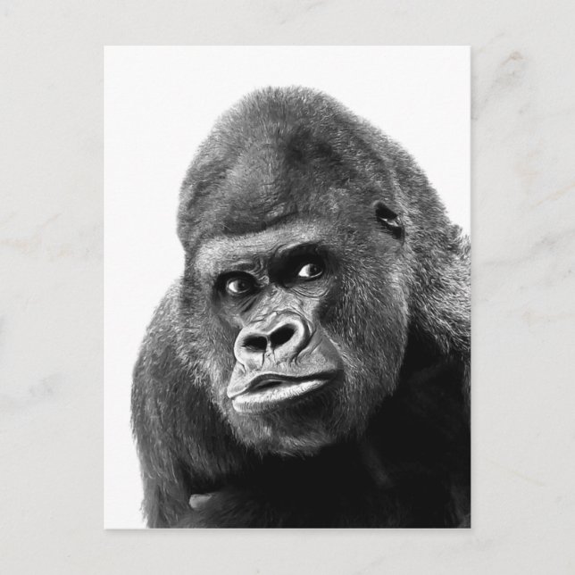 Postal Gorilla blanca negra (Anverso)