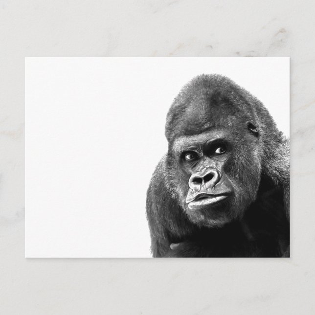 Postal Gorilla blanca negra (Anverso)